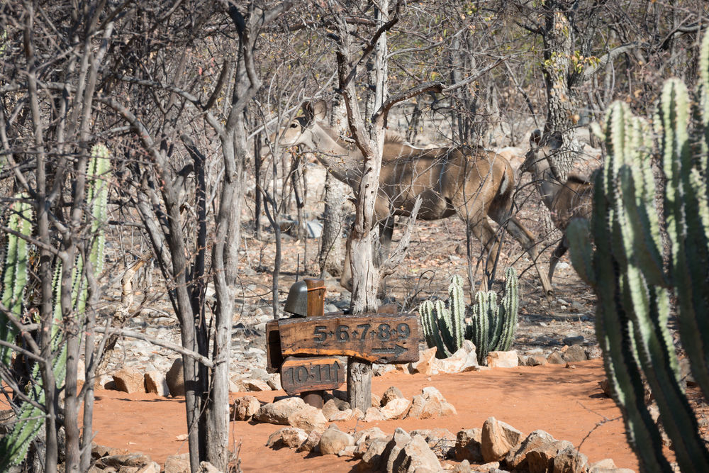 Ongava Tented Camp - All-Inclusive Окаукуэджо Экстерьер фото